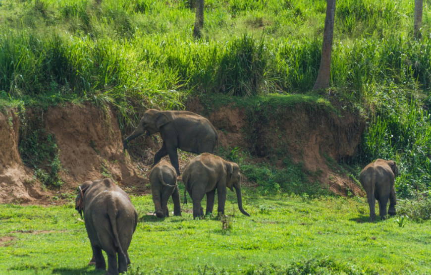 The Best of Lanka